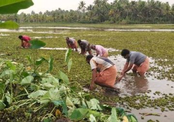 Kerala Contemplates Expanding Land Cap for Plantations